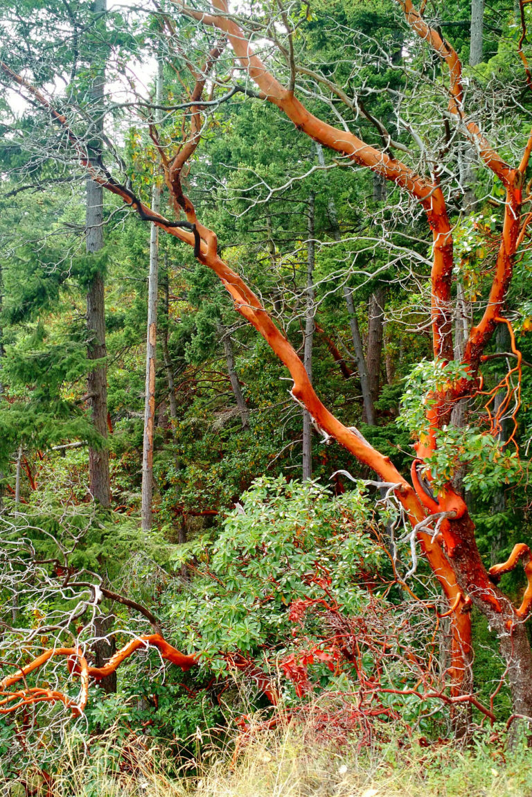 Pacific Madrone tree found at Deceptions Pass on Whidbey Island @ R&R ...